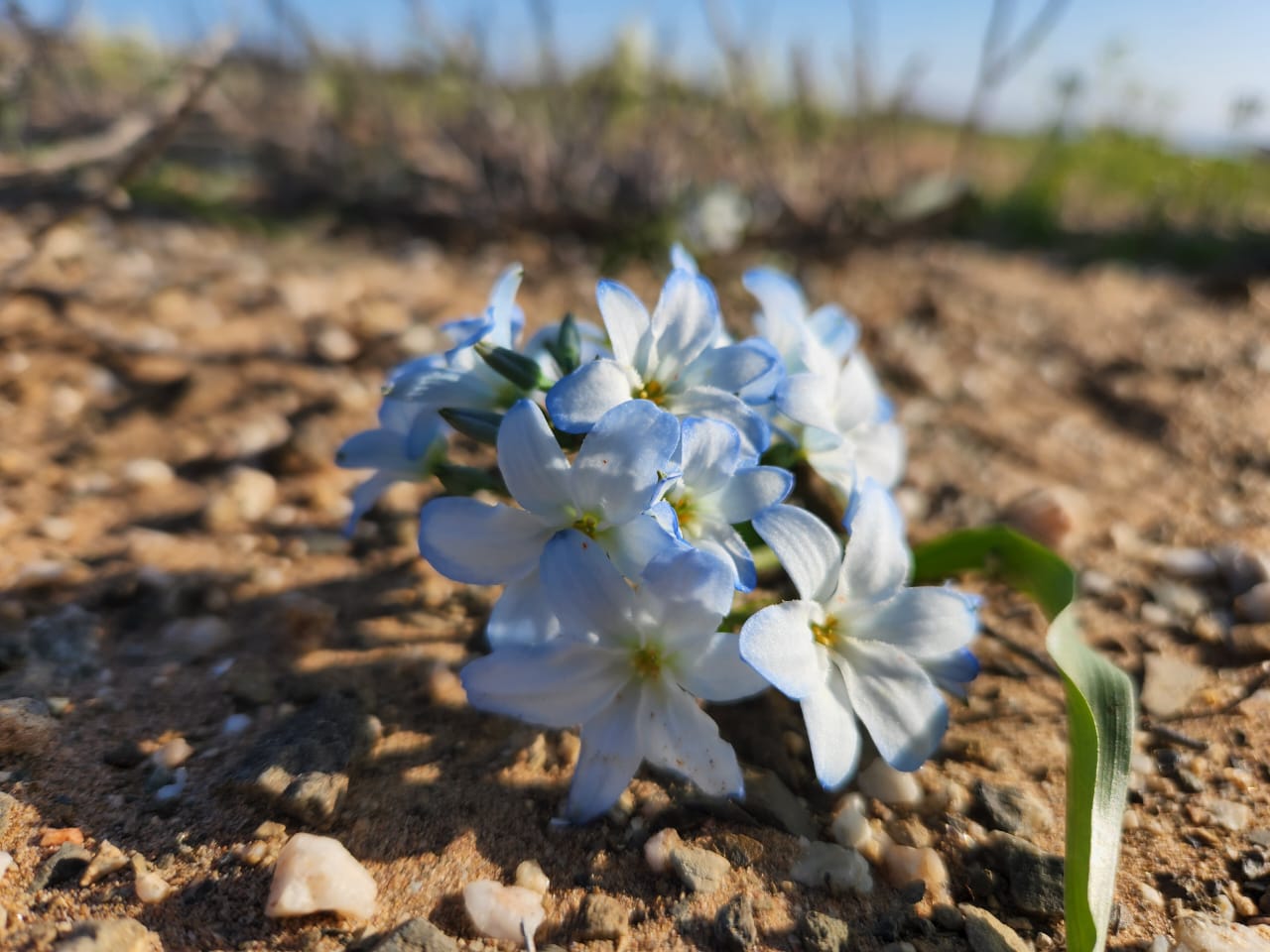 Flor conocida como La Celestina durante el Desierto Florido